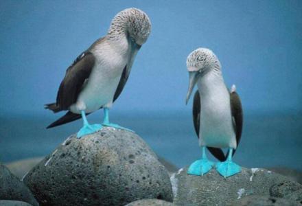 blue-footed-boobies-on-the-rock-near-ocean