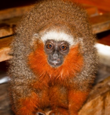 endemic-species-of-monkeys-in-ecuador