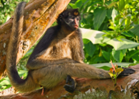 endemic-species-of-monkeys-in-ecuador