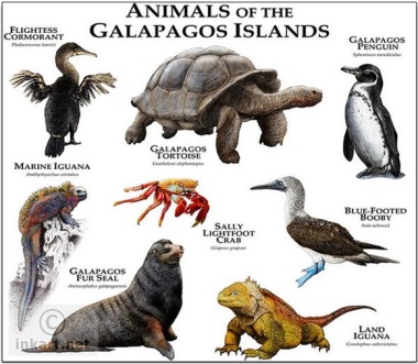 animals of galapagos islands